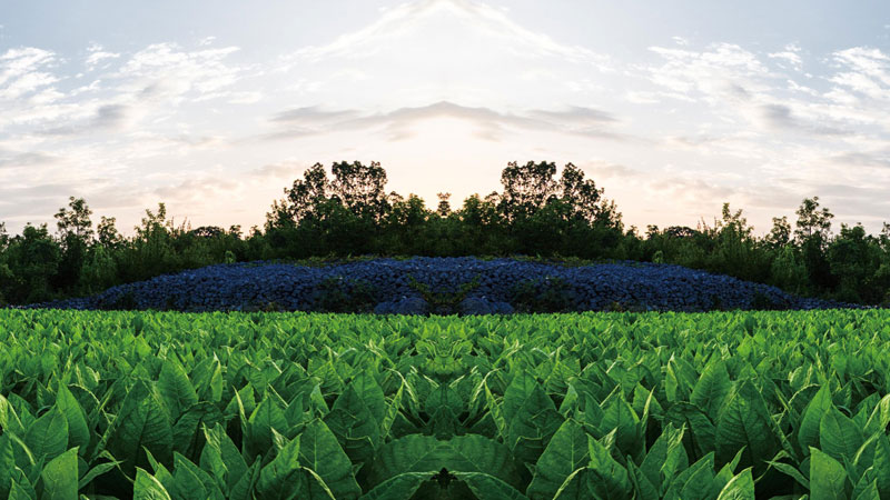 Our Tobacco Principles